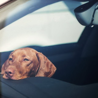 Animali in auto, Nova Kronos lancia l’allarme: “Mai lasciarli soli, il caldo può uccidere”