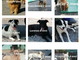 Borghetto Santo Spirito: a Balestrino nove cani cercano urgentemente delle nuove famiglie Borghetto Santo Spirito: a Balestrino nove cani cercano urgentemente delle nuove famiglie