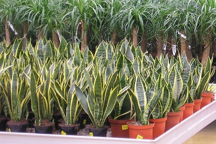 Agricoltura, chiesta una proroga al Consorzio nazionale imballaggi per i vasi in plastica Agricoltura, chiesta una proroga al Consorzio nazionale imballaggi per i vasi in plastica