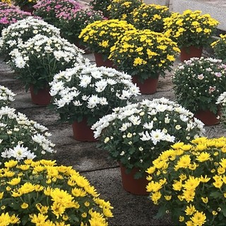 Fiori stranieri invadono l’Italia, allarme per il florovivaismo regionale. Coldiretti: "Così si mette a rischio un comparto strategico del made in Liguria"