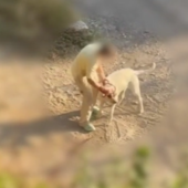 Maltrattamento di animale in val Nervia, "cane colpito ripetutamente in un video": Ambulanze Veterinarie presenta un esposto Maltrattamento di animale in val Nervia, "cane colpito ripetutamente in un video": Ambulanze Veterinarie presenta un esposto