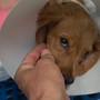 Dolceacqua, Ambulanze Veterinarie dona 860 euro per realizzare il sogno di una bimba affetta da leucemia linfoblastica acuta di tipo B Dolceacqua, Ambulanze Veterinarie dona 860 euro per realizzare il sogno di una bimba affetta da leucemia linfoblastica acuta di tipo B