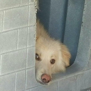 Enpa: un cucciolone di un anno aspetta di avere una nuova famiglia Enpa: un cucciolone di un anno aspetta di avere una nuova famiglia