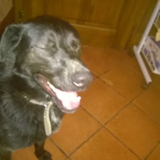 Castellaro: trovato per la strada un cane nero. Si cercano i proprietari