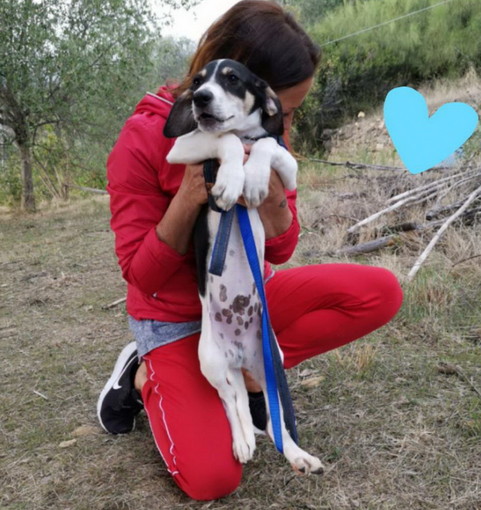 Sanremo: un cucciolo di tre mesi aspetta di essere adottato