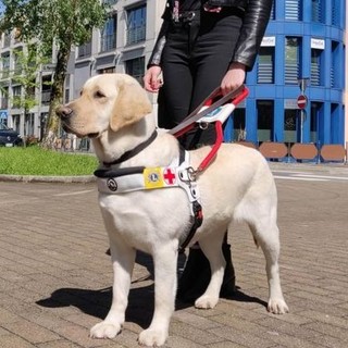 Il Lions Club Ventimiglia acquista un cane guida: la consegna sarà a Santo Stefano al Mare (Foto) Il Lions Club Ventimiglia acquista un cane guida: la consegna sarà a Santo Stefano al Mare (Foto)