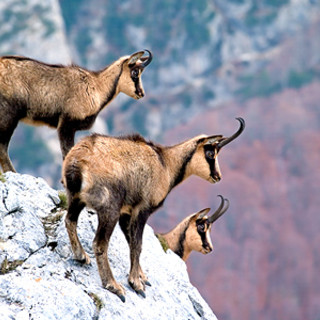 Mendatica: settimana di escursioni per vedere da vicino i camosci sulla cima del Monte Monega