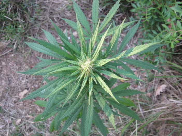 Per la legalizzazione dei derivati della cannabis, anche tre liguri tra i firmatari Per la legalizzazione dei derivati della cannabis, anche tre liguri tra i firmatari