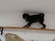 Sanremo: ritrovato il cagnolino Dogo, i ringrazamenti dei proprietari