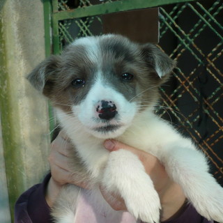 Camporosso: due stage dedicati ai benessere psicofisico del cane presso l'ambulatorio veterinario Girasole Camporosso: due stage dedicati ai benessere psicofisico del cane presso l'ambulatorio veterinario Girasole