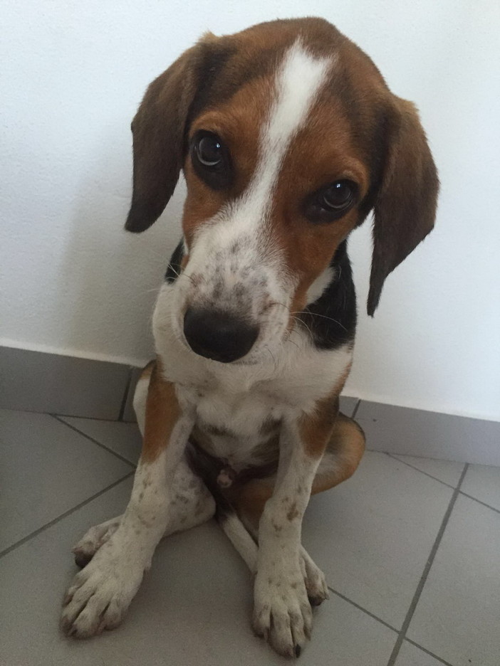 Triora: convenzione più lunga ma al risparmio per lo stallo dei cani randagi presso Pluto's Triora: convenzione più lunga ma al risparmio per lo stallo dei cani randagi presso Pluto's