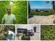 Taggia: viaggio in una coltivazione di canapa legale in valle Argentina, Boeri &quot;Una filiera 100% italiana, legale e naturale” (Video servizio)