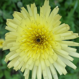 Ventimiglia: con l'associazione 'Terre di Grimaldi' il 12 marzo giornata di studio delle erbe spontanee