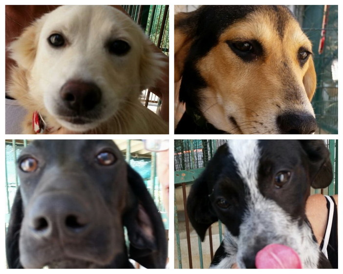 Ventimiglia: domenica la Lega del Cane sarà al 'Desbaratu', l'appello per aiutare gli amici a 4 zampe