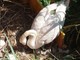 Ventimiglia: circola la foto di un cigno coi piccoli alla foce del Roja ma è di repertorio, ancora chiuse le tre uova