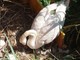 Ventimiglia: circola la foto di un cigno coi piccoli alla foce del Roja ma è di repertorio, ancora chiuse le tre uova Ventimiglia: circola la foto di un cigno coi piccoli alla foce del Roja ma è di repertorio, ancora chiuse le tre uova