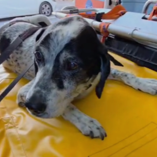 Ventimiglia, otto interventi in un giorno: cinque cani e tre gatti soccorsi da Ambulanze Veterinarie