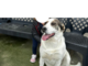 Ventimiglia: smarrita Kim, cagnolina bianca con macchie marroni, l'appello dei proprietari