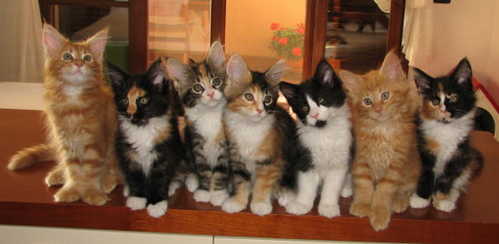 Quattrozampe e Sanremonews: questi i gatti adottati nel 2010 Quattrozampe e Sanremonews: questi i gatti adottati nel 2010