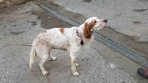 Sanremo: i Rangers d'Italia salvano un cane in difficoltà nel torrente San Romolo