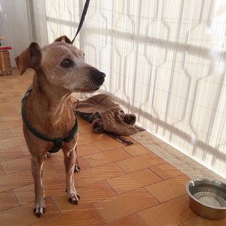 Sanremo: trovato un cagnolino in via Duca degli Abruzzi Sanremo: trovato un cagnolino in via Duca degli Abruzzi