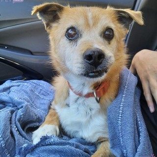 Cane anziano consegnato per errore: si cerca Tito, appello per il ritrovamento