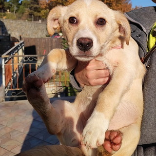 Taggia: sabato 7 giugno alla Riviera Shopville appuntamento per gli amanti degli animali con lo 'scambio delle figurine'