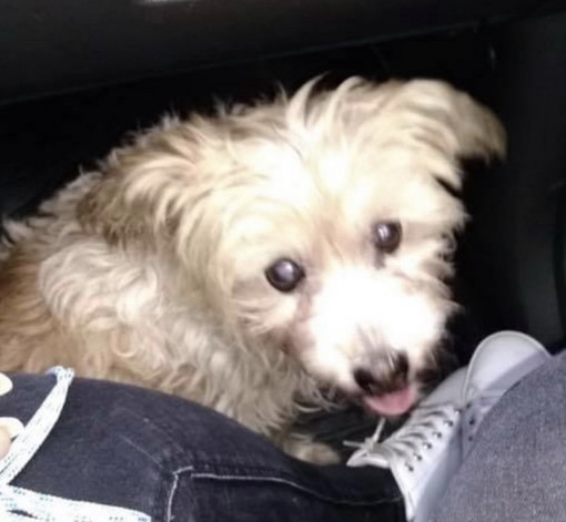 Sanremo:  è stato trovato per la strada in zona Bussana un cagnolino, si cercano i suoi proprietari