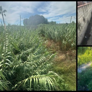 Camporosso, la minoranza sollecita: "Effettuare la pulizia delle caditoie e la rimozione di detriti e vegetazione nei rii" (Foto)