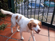 Trovato cane per la strada Borghetto - Vallebona, si cercano i proprietari (foto)