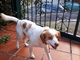 Trovato cane per la strada Borghetto - Vallebona, si cercano i proprietari (foto) Trovato cane per la strada Borghetto - Vallebona, si cercano i proprietari (foto)