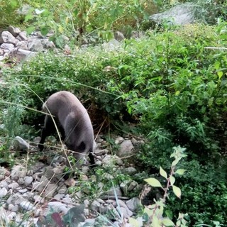Ventimiglia affronta l’emergenza cinghiali: accordo operativo tra Comune e vigilanza faunistica