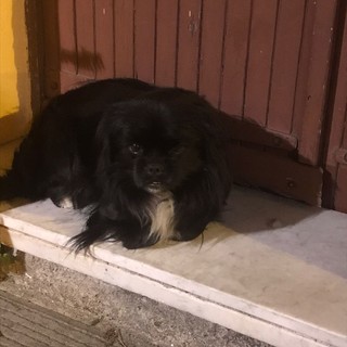 Imperia, trovato un cagnolino a Borgo Marina: lanciato un appello per rintracciare i proprietari