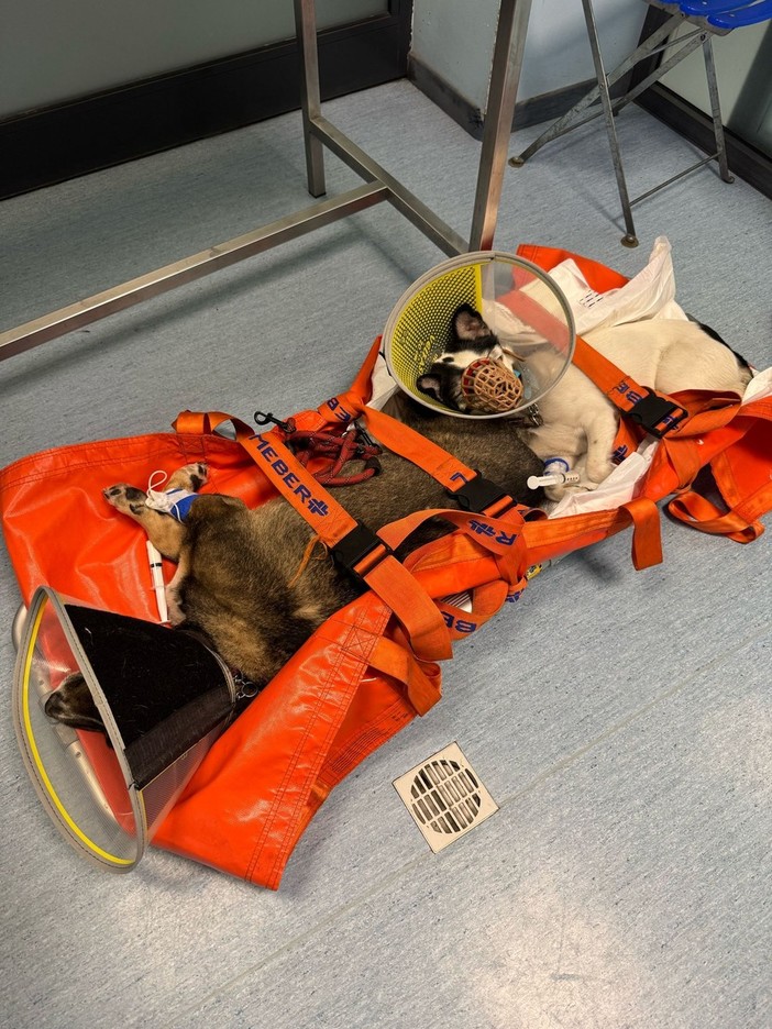 Ventimiglia, Ambulanze Veterinarie salva la vita a due cani: i ringraziamenti Ventimiglia, Ambulanze Veterinarie salva la vita a due cani: i ringraziamenti