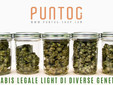 Cannabis Legale con ricco bouquet di terpeni e cannabinoidi in vendita on line sul sito di PuntoG Cannabis Legale con ricco bouquet di terpeni e cannabinoidi in vendita on line sul sito di PuntoG