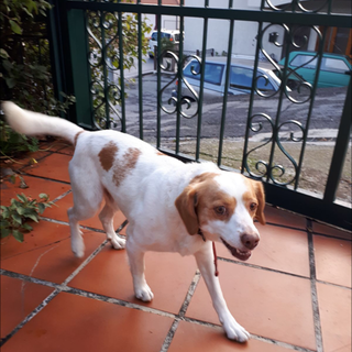Trovato cane per la strada Borghetto - Vallebona, si cercano i proprietari (foto)