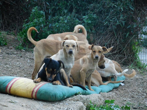 Camporosso: la Lega del Cane lancia l'appello affichè ache gli ultimi 37 cagnolini possano trovare una casa