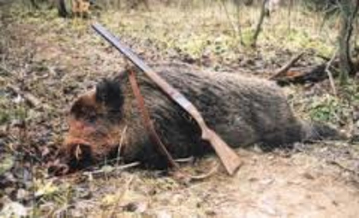 Caccia al cinghiale, la Regione condivide la proposta di proroga