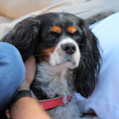 Spesa per le cure degli animali da affezione, un ordine del giorno del Pd per garantire un contribuito agli over 65