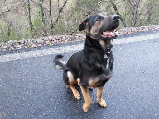 Sanremo: il cane Ben è tornato a casa a San Romolo, si trovava a Bajardo