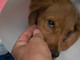 Dolceacqua, Ambulanze Veterinarie dona 860 euro per realizzare il sogno di una bimba affetta da leucemia linfoblastica acuta di tipo B Dolceacqua, Ambulanze Veterinarie dona 860 euro per realizzare il sogno di una bimba affetta da leucemia linfoblastica acuta di tipo B