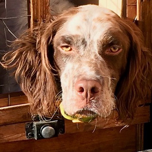 Sanremo: è stato smarrito in zona San Giacomo un setter, i proprietari cercano notizie Sanremo: è stato smarrito in zona San Giacomo un setter, i proprietari cercano notizie