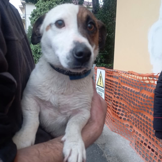 Taggia: trovato in zona Levà cagnolino sprovvisto di microchip, si cercano i proprietari