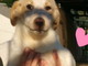 Enpa di Sanremo: bellissimi cuccioli Vi aspettano per regalarvi compagnia e tanto amore Enpa di Sanremo: bellissimi cuccioli Vi aspettano per regalarvi compagnia e tanto amore