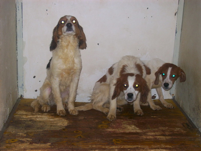 Triora: 300 euro alla famiglia che adotterà uno dei cani del comune Triora: 300 euro alla famiglia che adotterà uno dei cani del comune