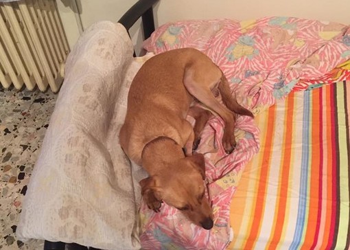 Camporosso: sta bene Neipols, il cane malato di cuore della carica dei 108 operato ieri a Milano