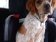 Ventimiglia: scomparso da ieri mattina un cane Breton dal nome Jack, l'appello della proprietaria