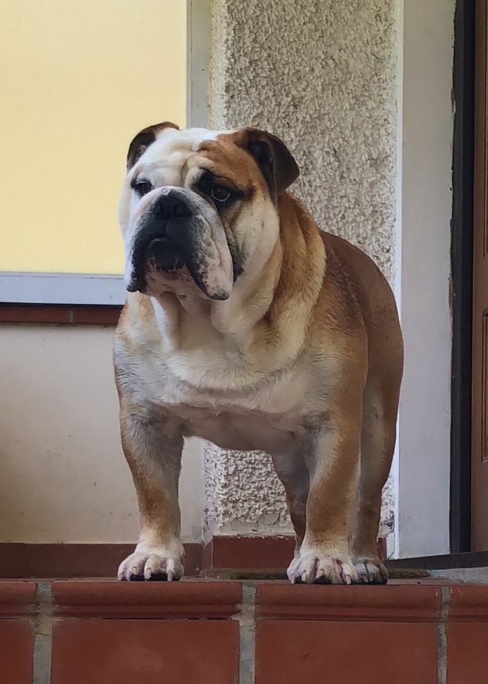 Vallebona: da ieri sera scappato da casa il cane Spike, l'appello della proprietaria