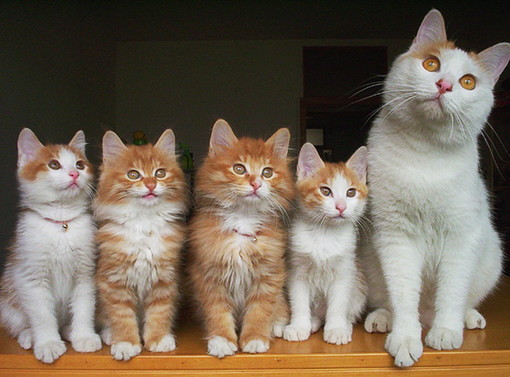 Quattrozampe e Sanremonews: questi i gatti adottati nel 2011 e nel 2012