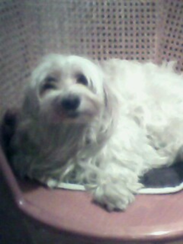 Sanremo: sabato scorso è stata smarrita la cagnolina Lula, l'appello dei proprietari Sanremo: sabato scorso è stata smarrita la cagnolina Lula, l'appello dei proprietari